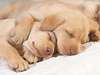 Bilder von schlafenden Hunde Foto
