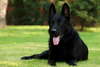 Фото черные собаки