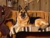 Alman Çoban Köpeği yaramaz fotoğrafları