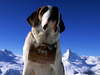 Photo noble St. Bernard dog