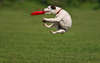 Lustige flying dog schönes Foto