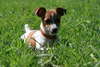Jack Russell terrier kind, active and cheerful
