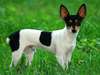 American Fox Terrier of the active and courageous
