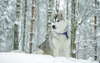 Widescreen wallpaper with the image of the Siberian Husky