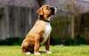 Photo de chien de boxeur race énergique, aimant gambader et se livrer.