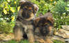 Cachorros de pastor alemán.