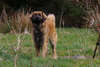 Leonberger at the spring walk.