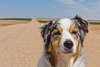 Cão de pastor australiano na estrada.