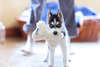 Filhote de cachorro Husky siberiano com um brinquedo.