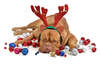 Dogue de Bordeaux, surrounded by Christmas balls.