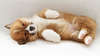 Cute puppy welsh corgi.
