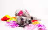 Perro Satisfecho rodeado de flores.